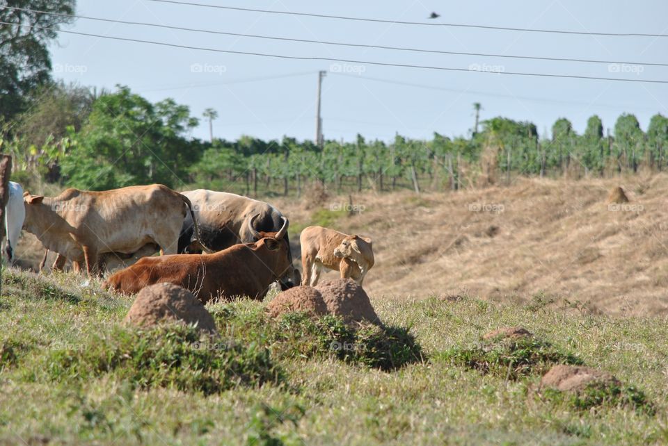 nice cows