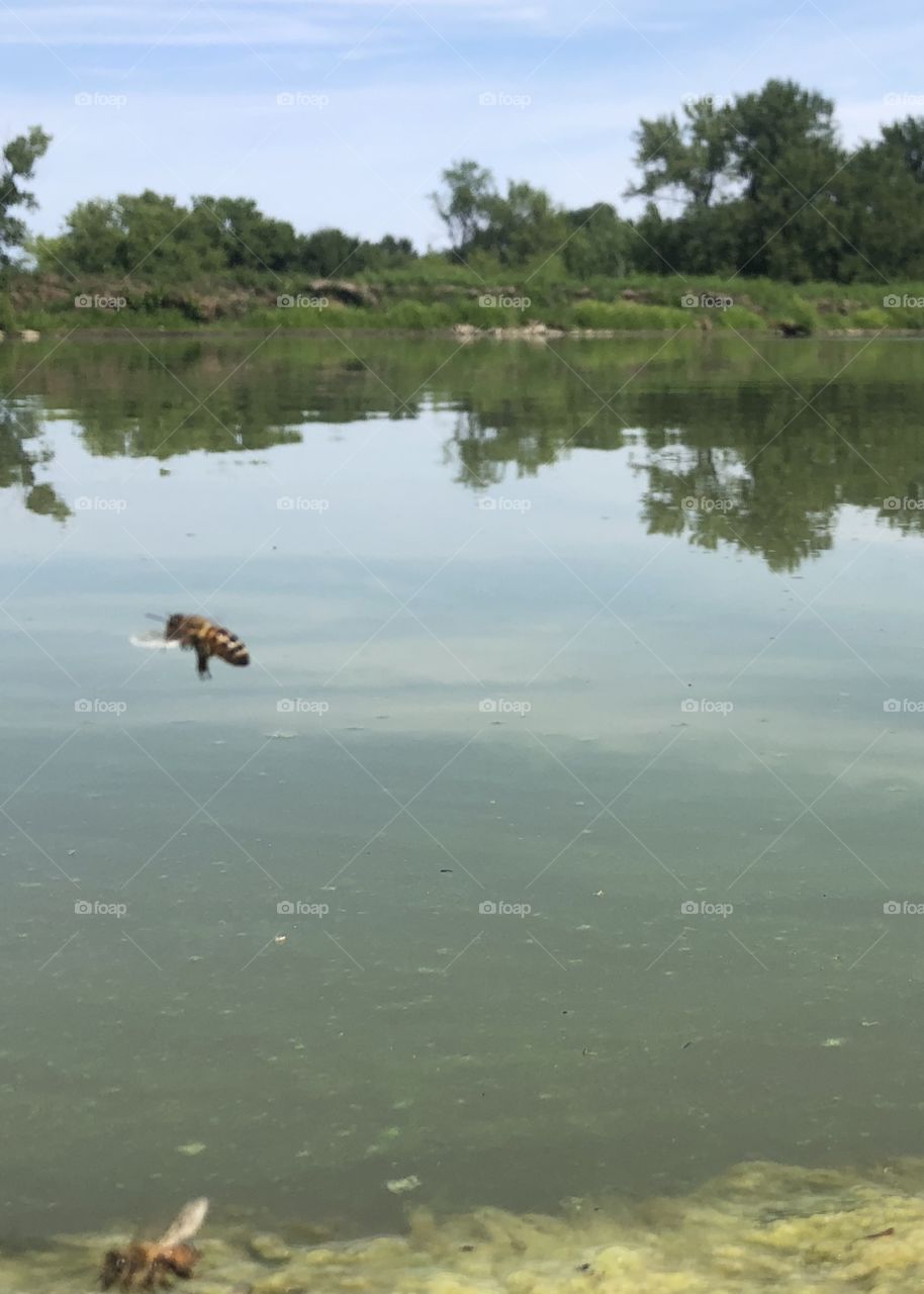 Thirsty Bees,honeybee, honeybees,bee,bees,flying,lake,water,moss,algae,rock