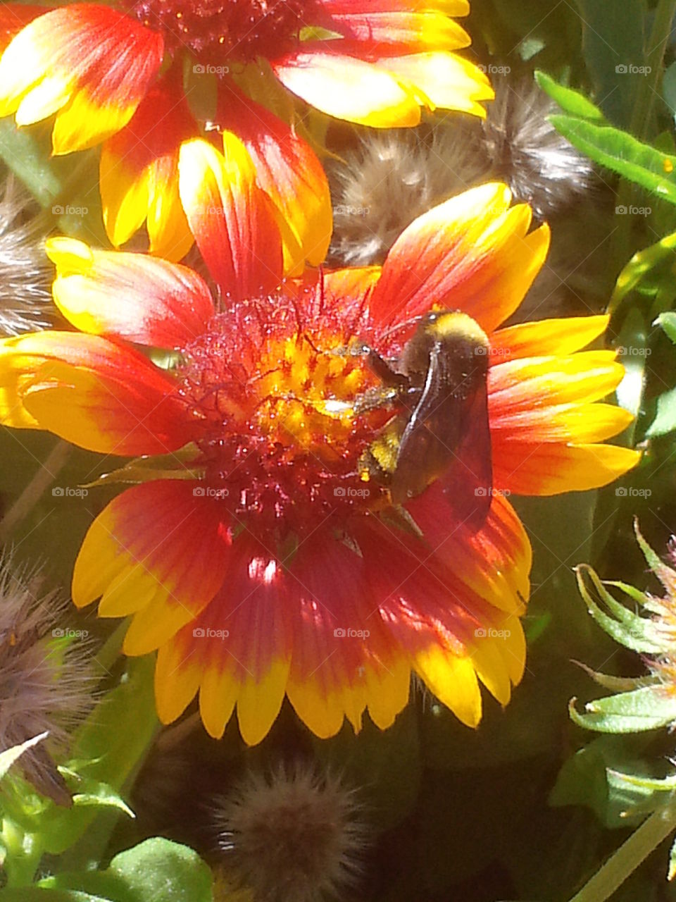 Bee collection pollen