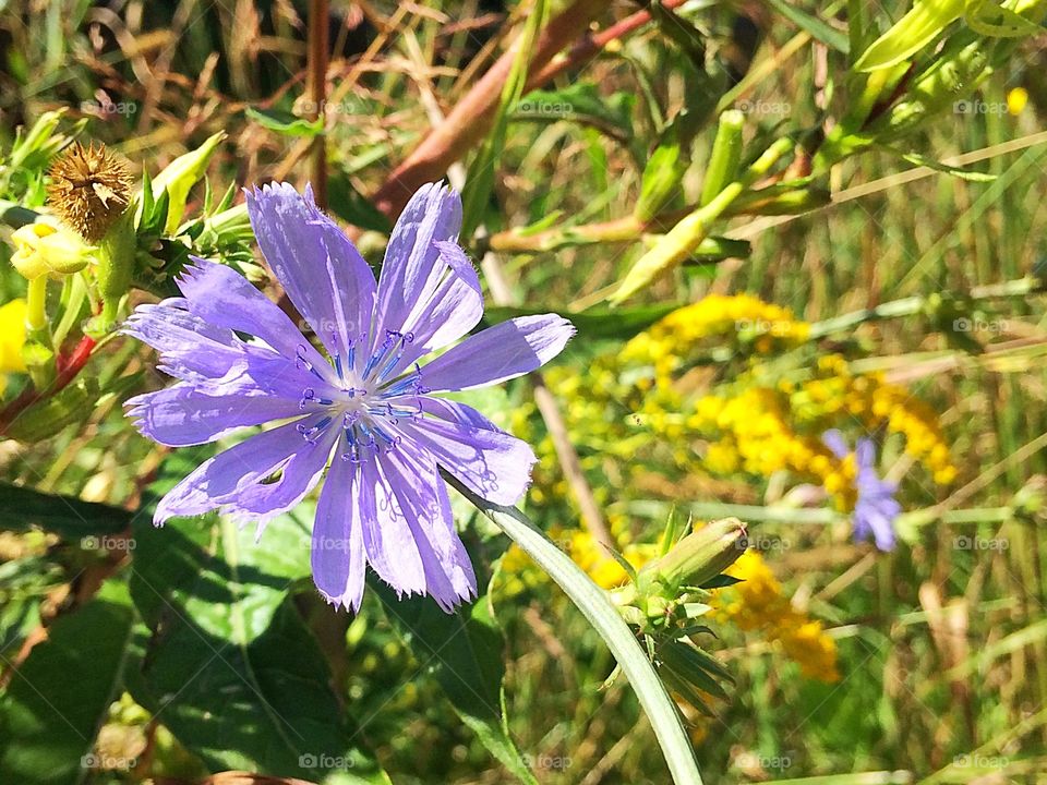 Nature/ Purple flower 