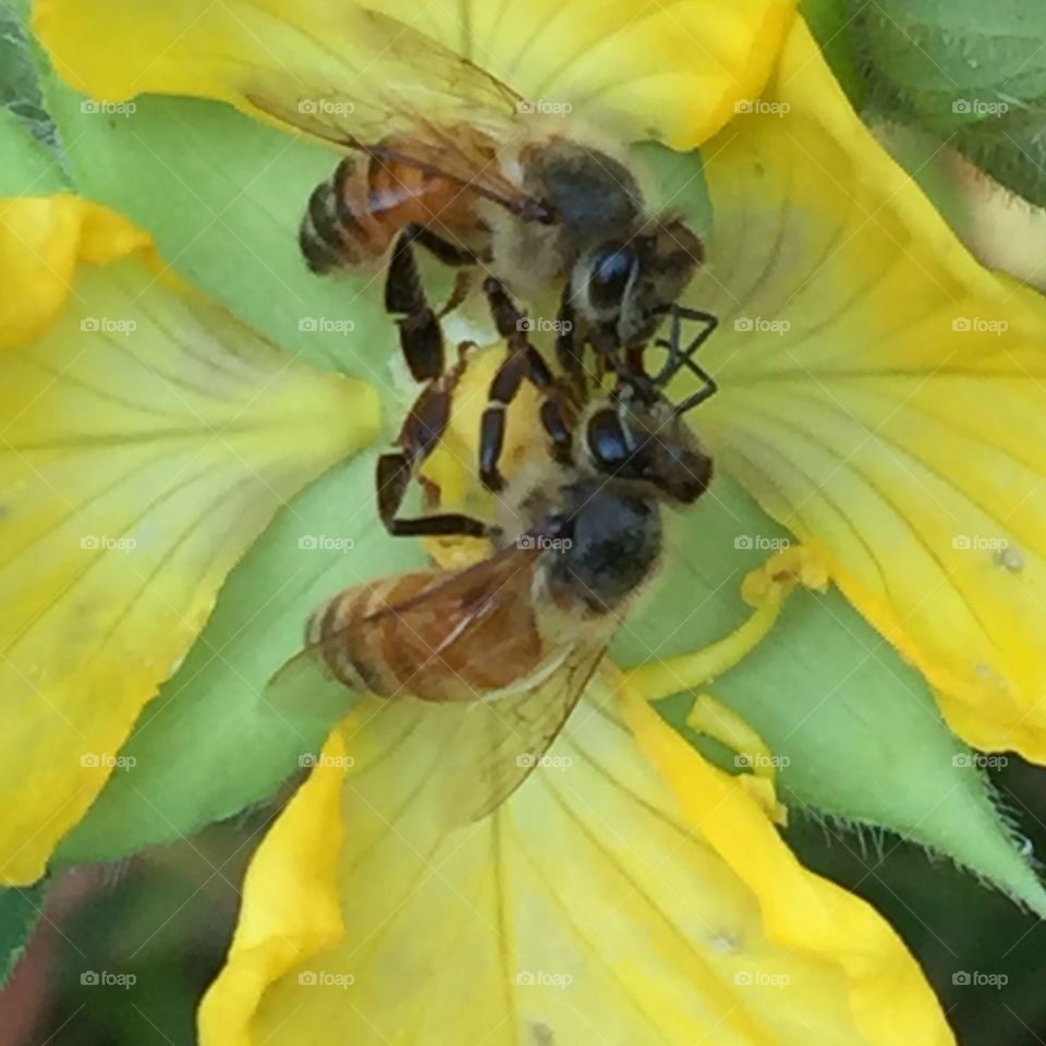 Bees on a flower