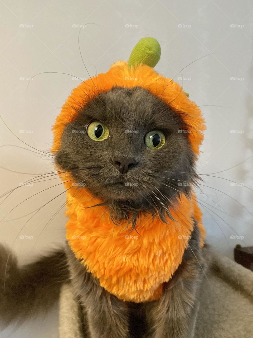 A cat dressed up as a pumpkin