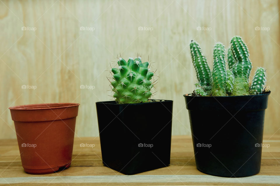 Cactus in pot on wooden background 