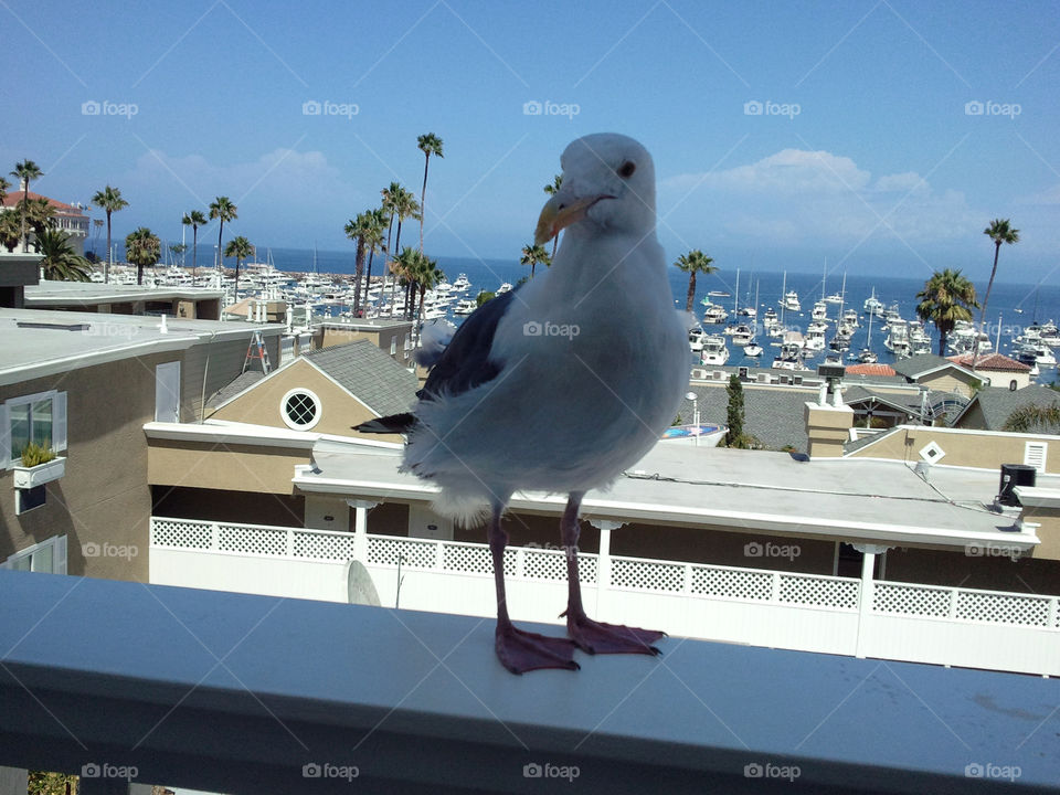 Hungry Seagull Greets me for Food on Catalina Island, California