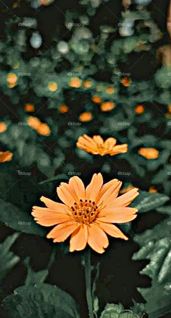 most beautiful and attractive flowers in the garden.