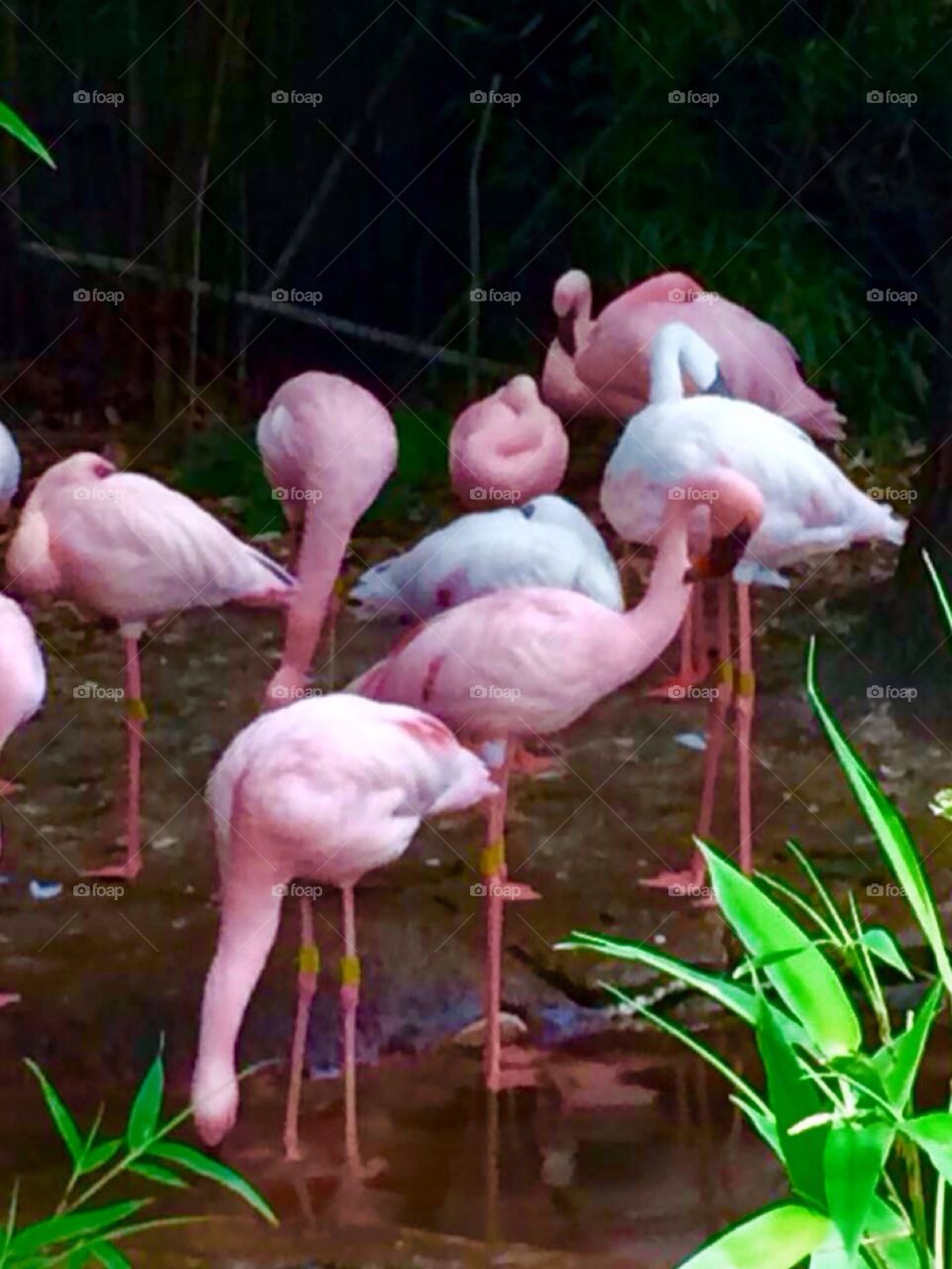 Pink flamingos 