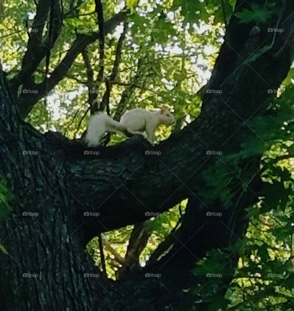 White Squirrel in Oak Tree