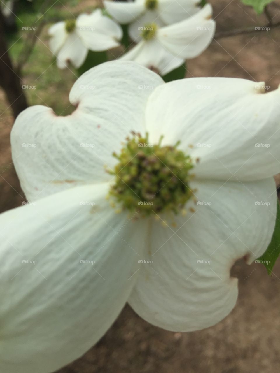 Dogwood flower