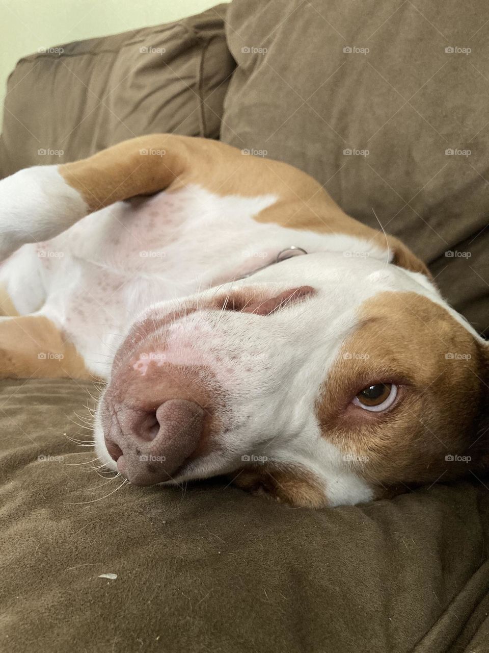 Beautiful playful rescue pitbull 