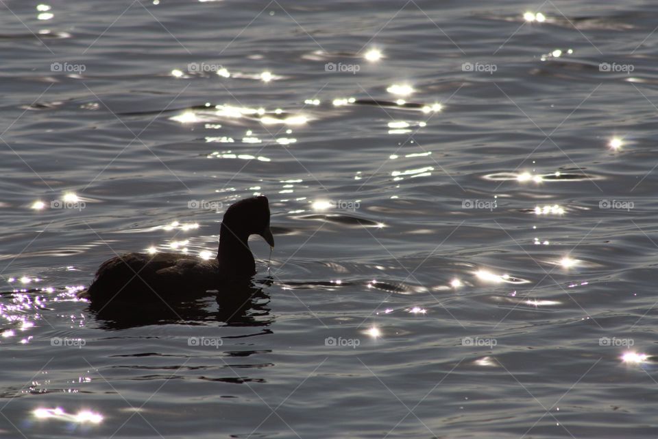 liquid bird.