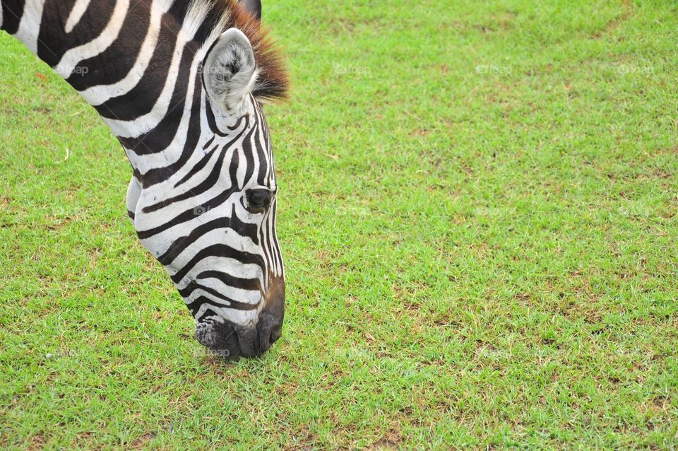 Grass, Mammal, Park, Zebra, Nature