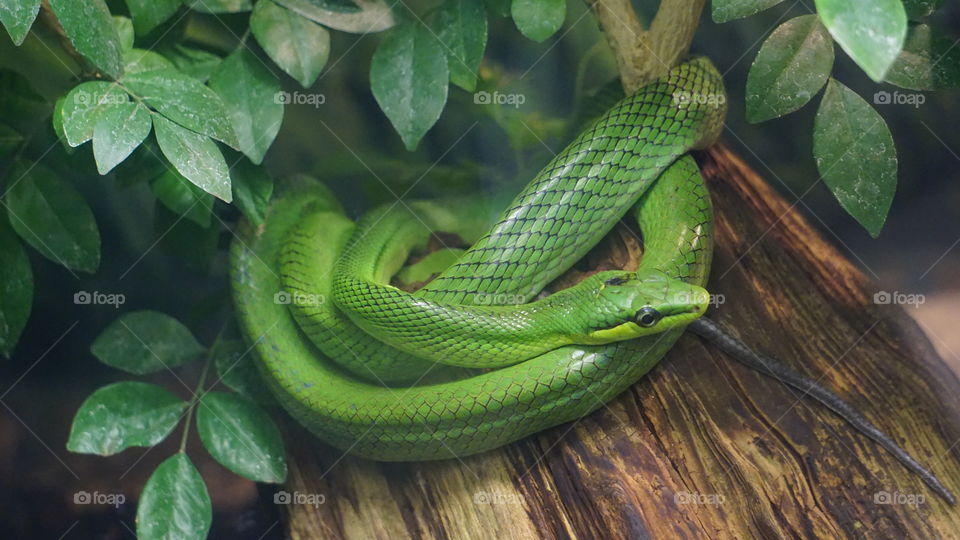 Green snake 