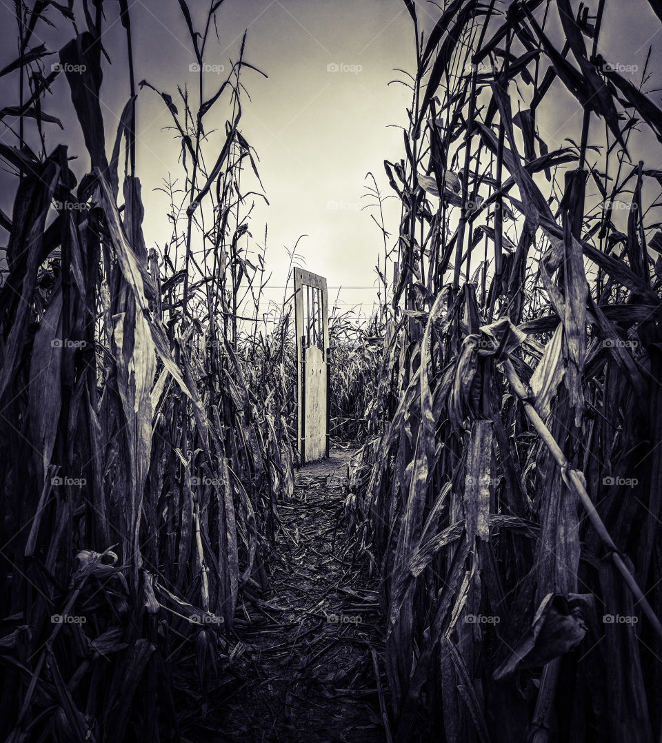 door in a corn feild