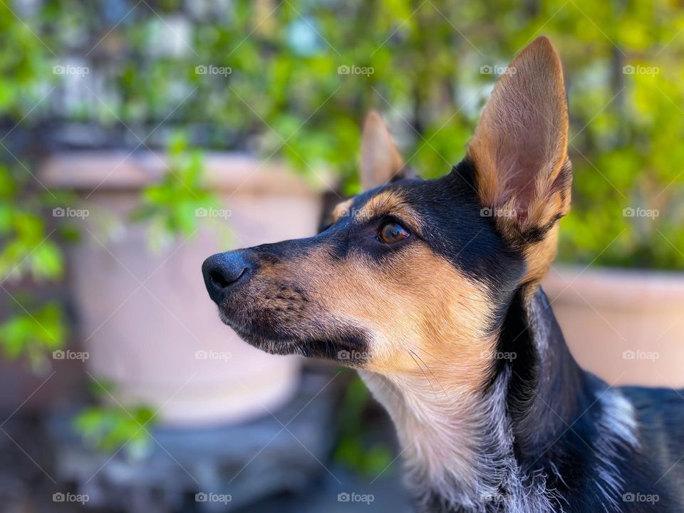 Portrait of an alert puppy dog 