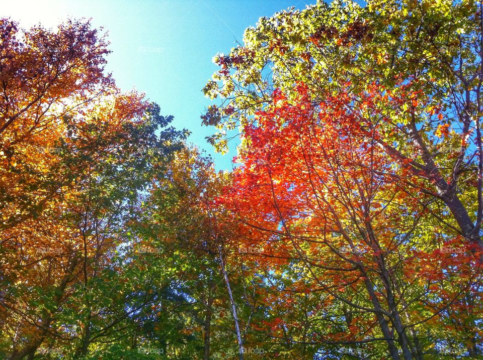 Looking for Fall . Looking at Fall