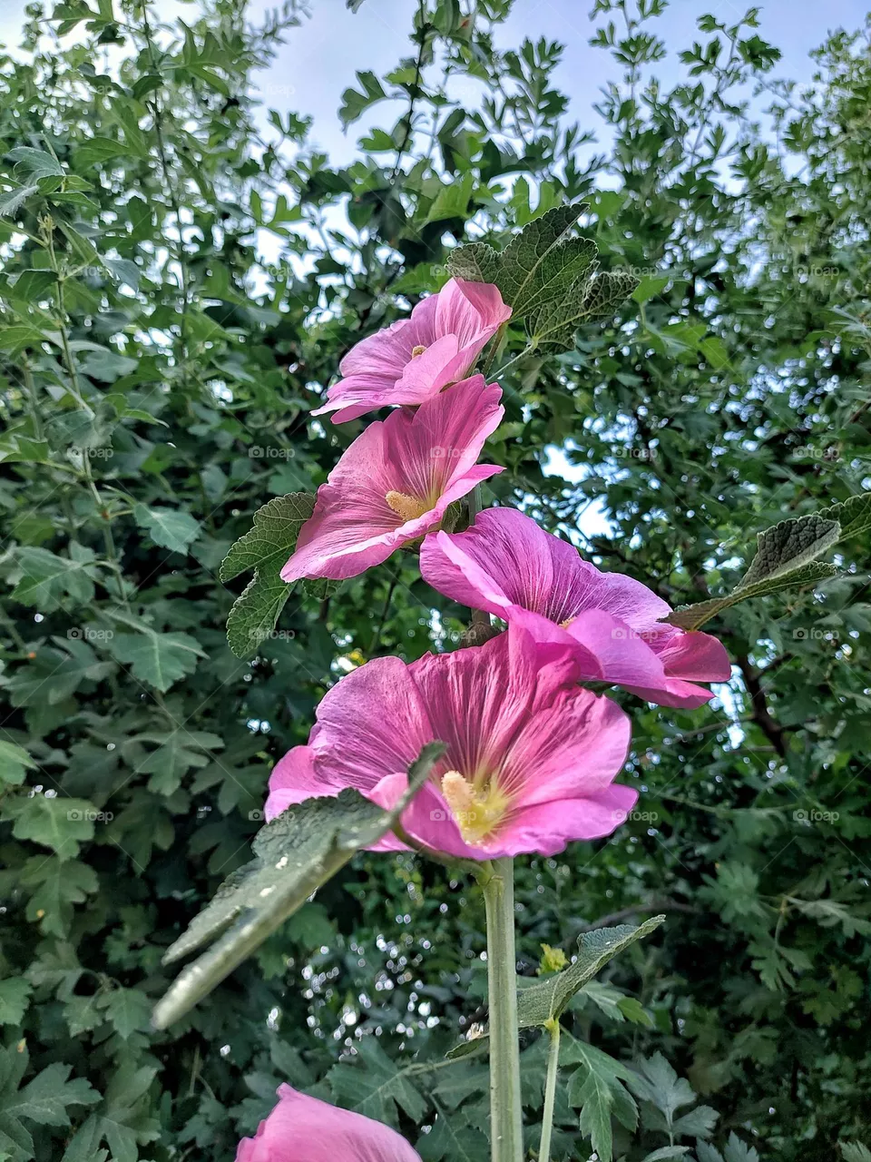 flower