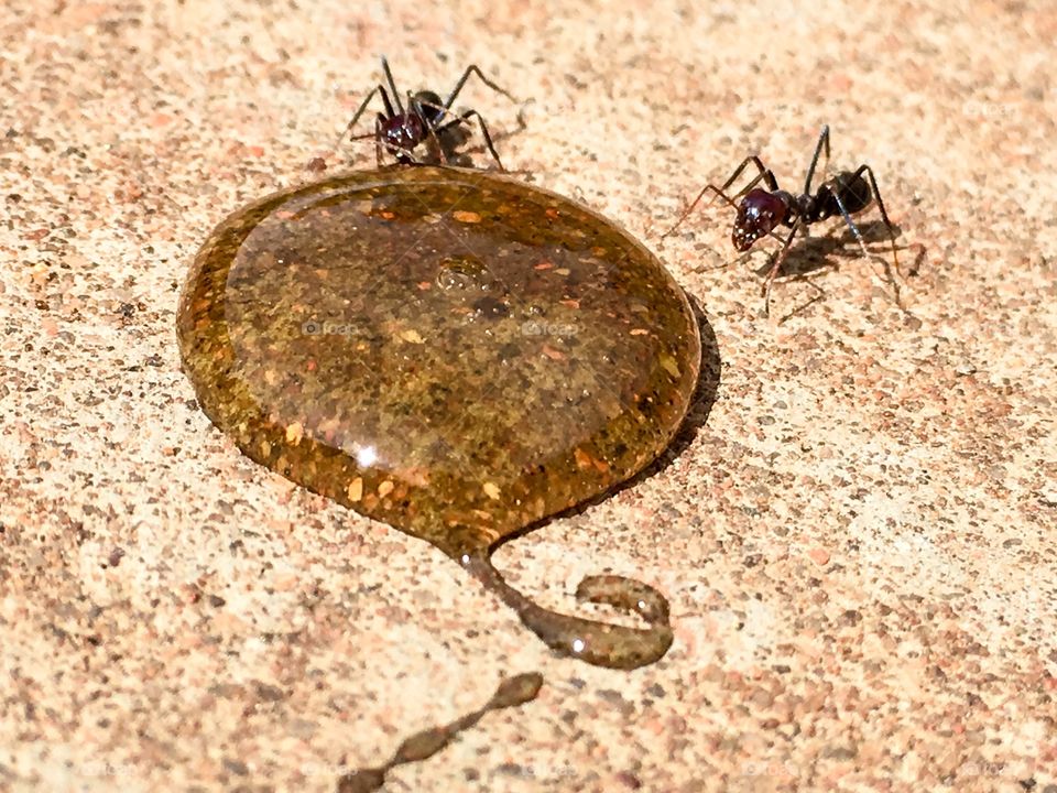 Working ants sipping from pool of honey 