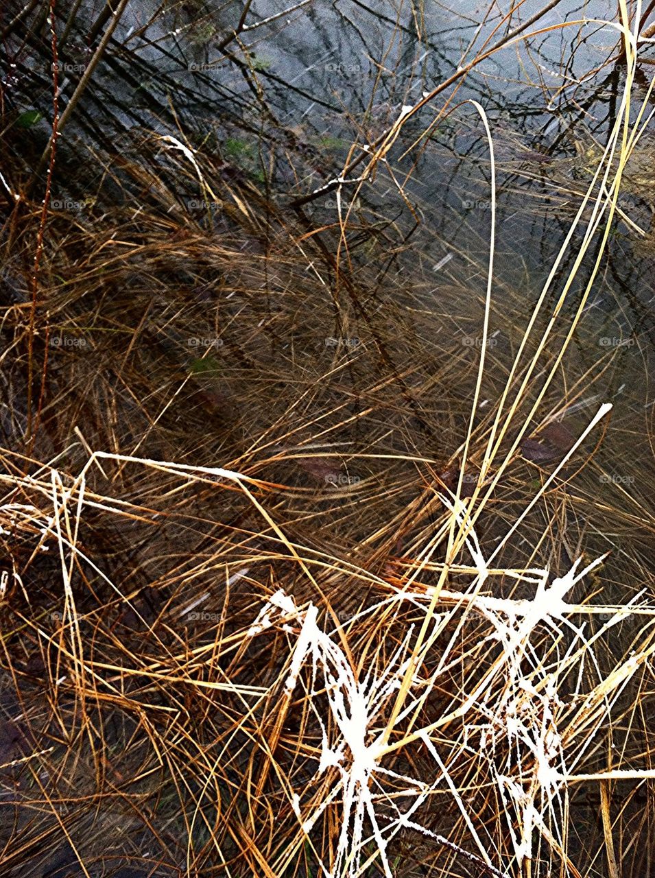 Pond reflections