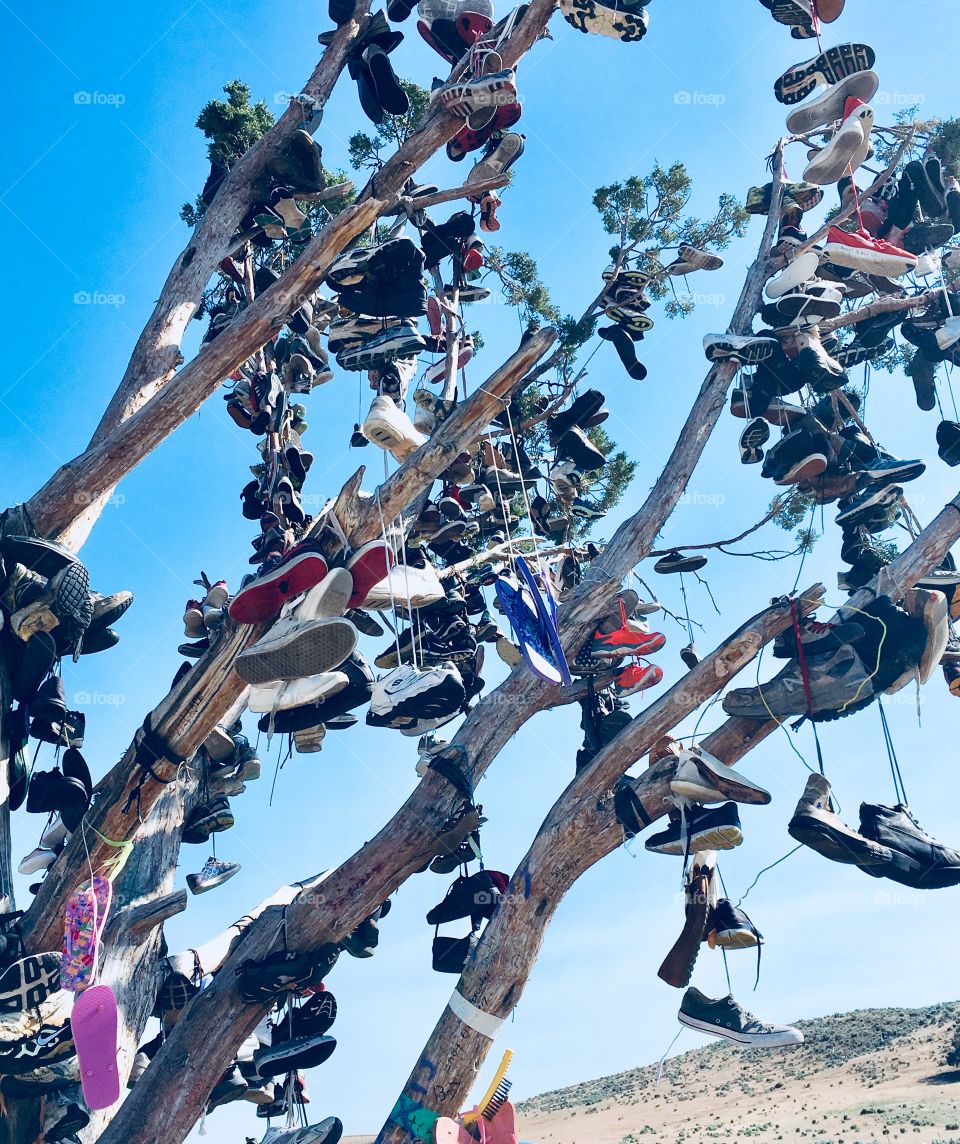 Shoes hanging in a tree at the side of a California highway 