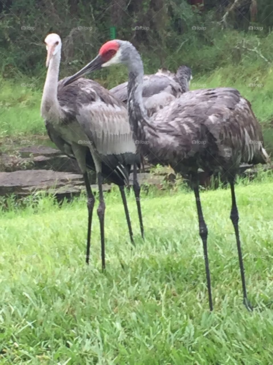 Sandhill crane family with 2 babies
