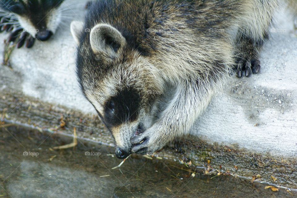 Raccoon drinking