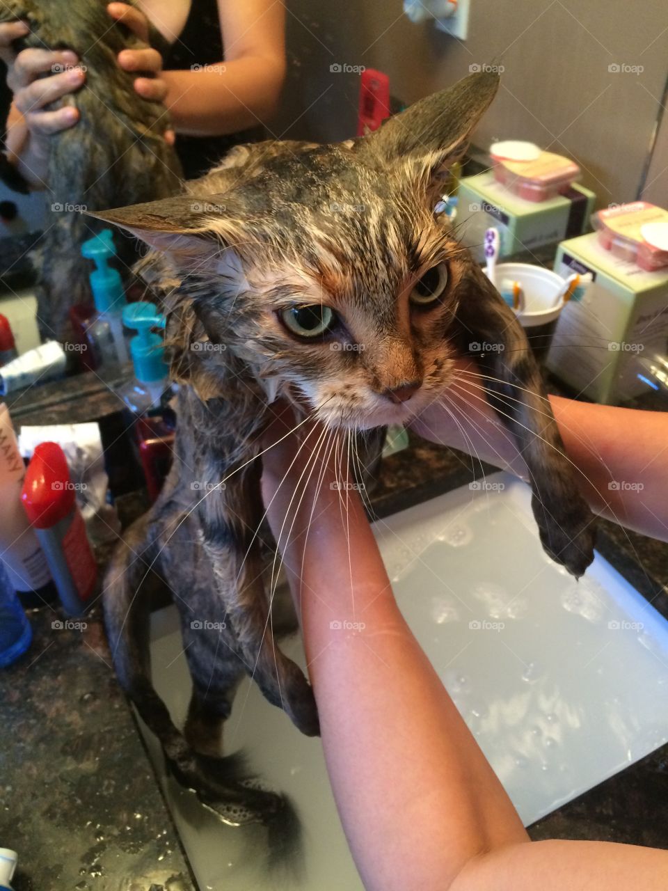 Kitty bath 