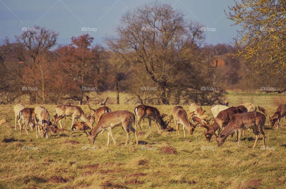 Herd of deer grazing in grass