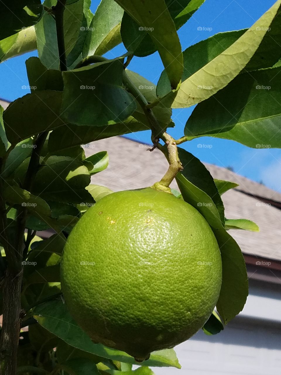 Florida citrus limes