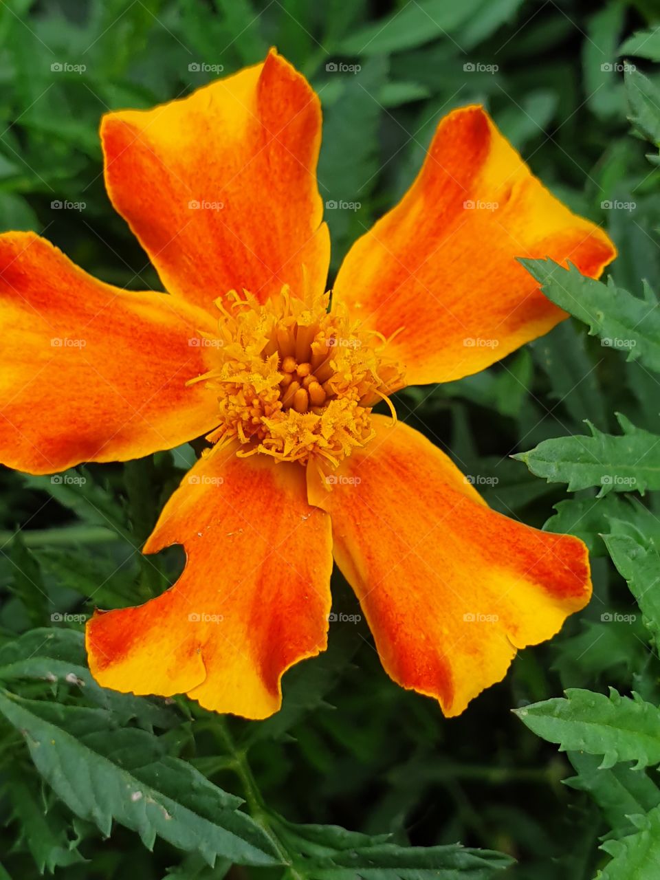 bright orange flower in green grass