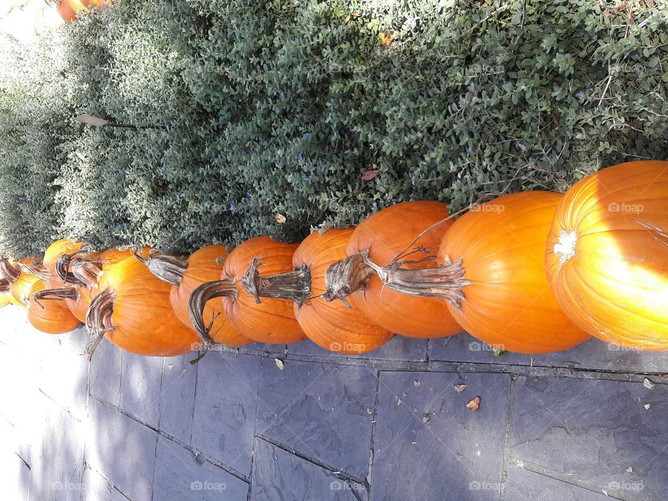 Fall, Pumpkin, Halloween, No Person, Food