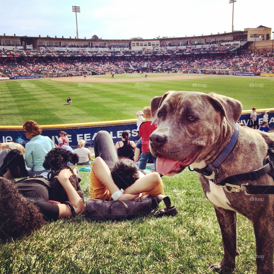 Bark in the Park. Dog Day @ the Park