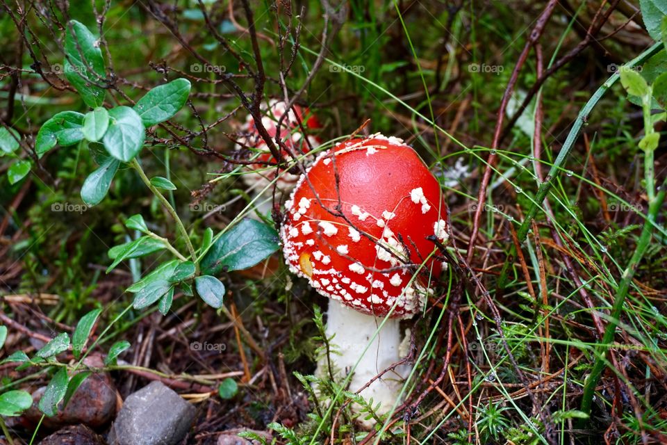 Magic mushroom ... fairytale glen ... wet weather ... Autumn is coming 🍄