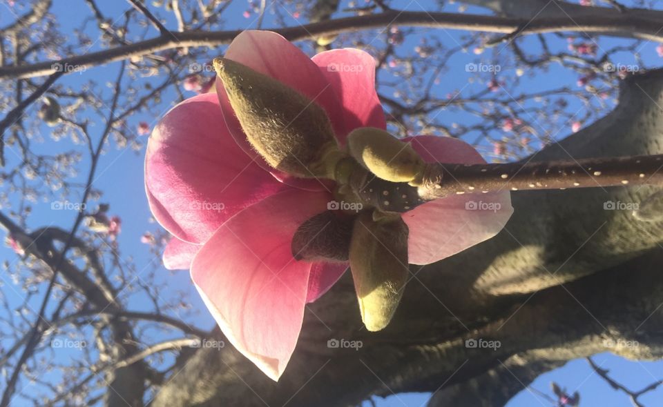 Spring magnolia