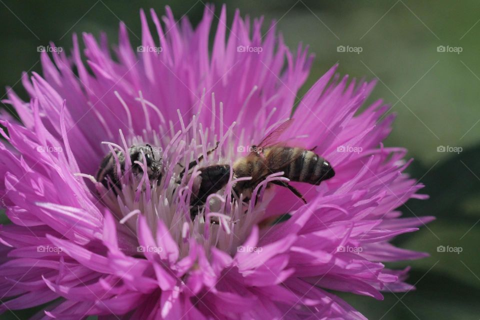 pink flower