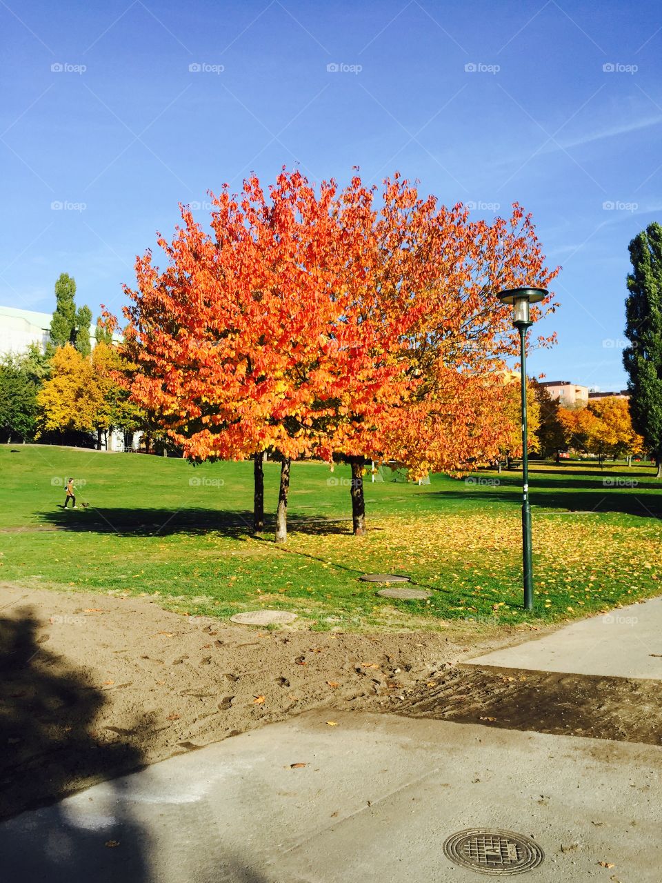 Bright orange autumn tree. Walking through Tantolunden, Stockholm, Sweden. 