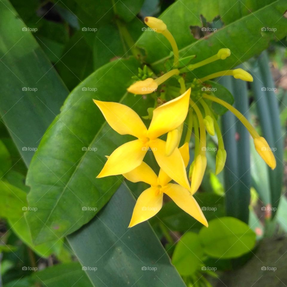 Yellow flower on the garden