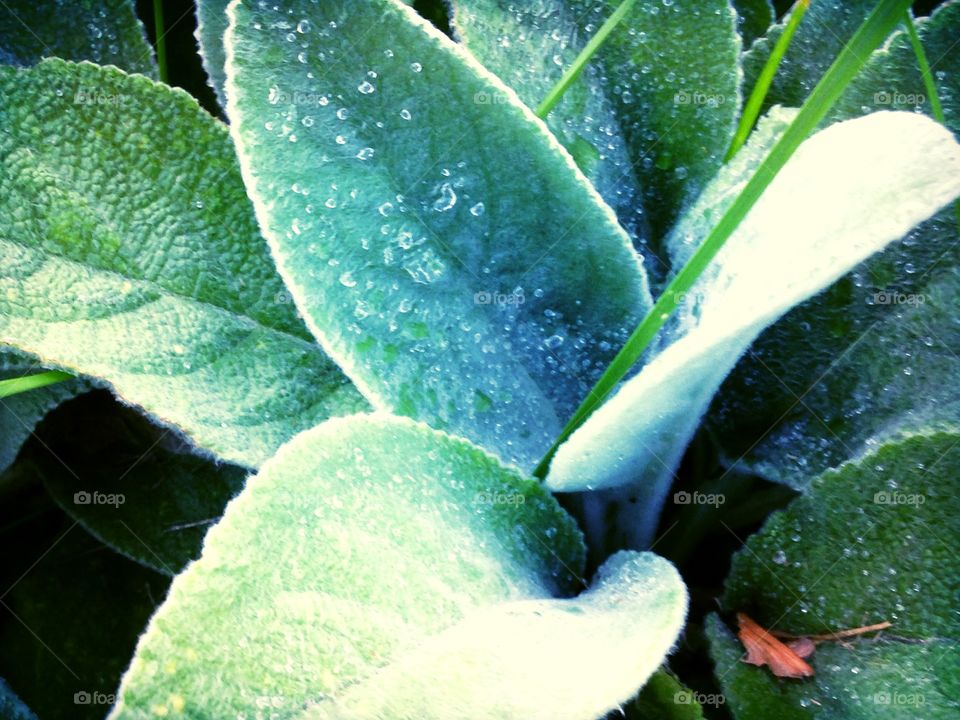 Lambs ear. Lambs ear plant