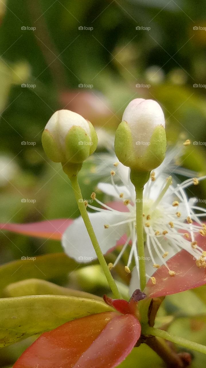 Beauty white on three