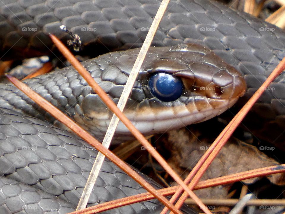 A close up of a black racer snake eye