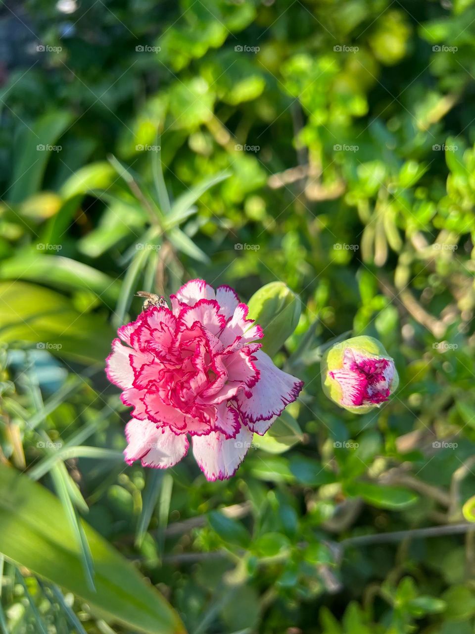 Pink and white carnation flower with a fly closeup