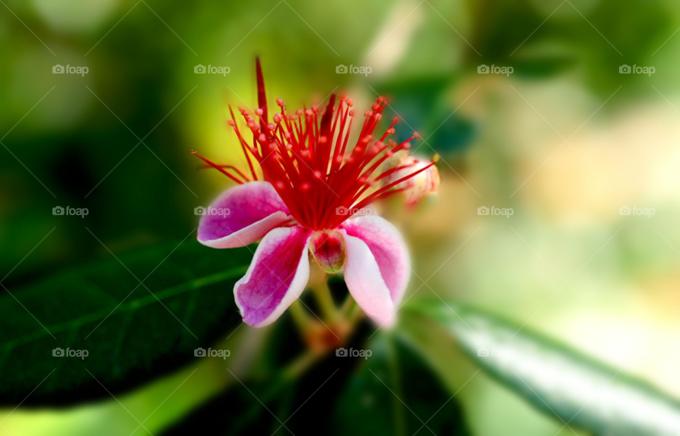 flower red flower unique by lightanddrawing