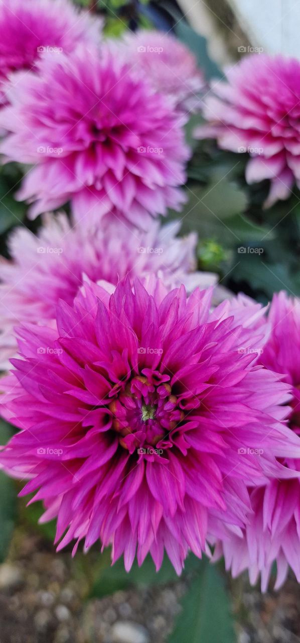 Beautiful pink flowers