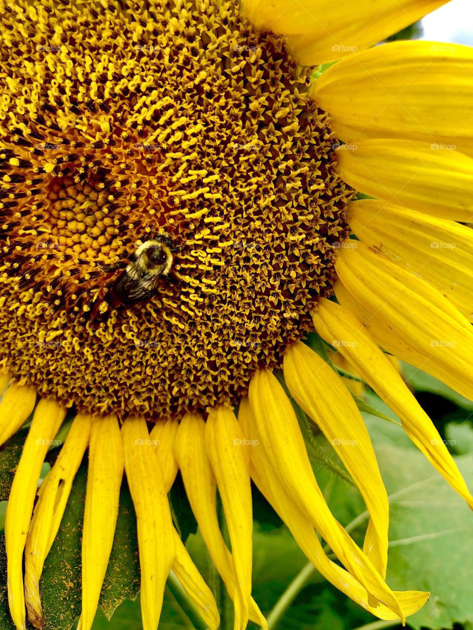 Bumblebee on sunflower 