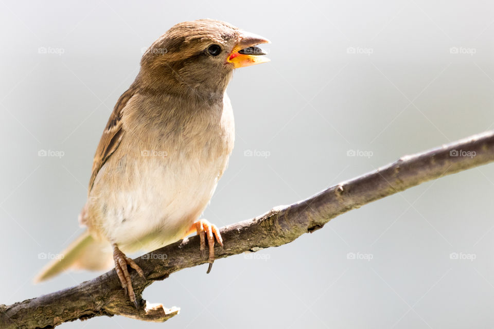 sparrow trying to crack the shell of a sunflower seed