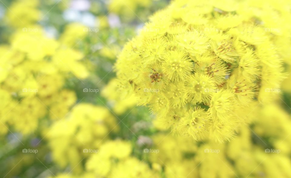 Yellow Feather Flower
