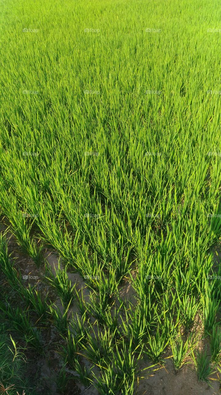 Rice Farmland Nature