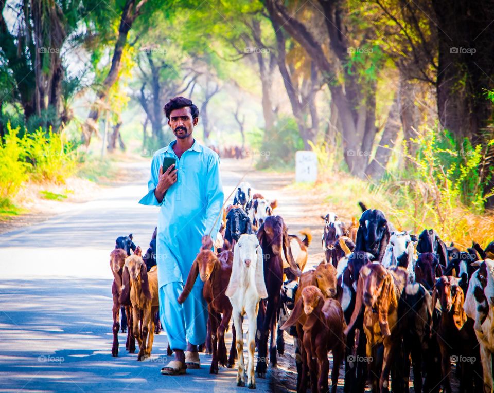 Goats and Boy on the Road