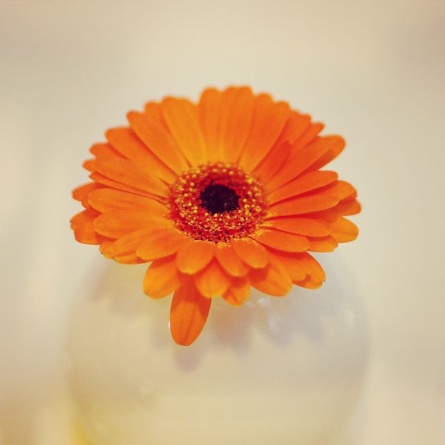 Small cute flower