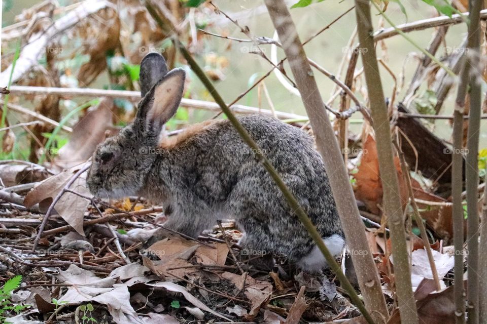 A wild rabbit in a wooded part of the city of Madrid