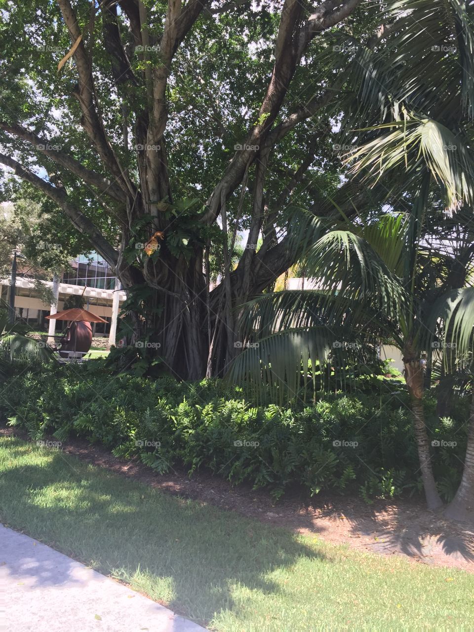 Tree, No Person, Garden, Leaf, Nature